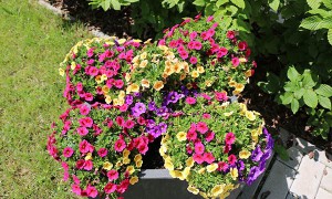 Seniorenheim-Potsdam-Pflegewohnstift-Waldstadt-Blumen-300x180 Seniorenheim-Potsdam-Pflegewohnstift-Waldstadt-Blumen-300x180